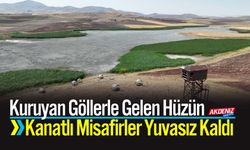 Kuruyan Göllerle Gelen Hüzün Kanatlı Misafirler Yuvasız Kaldı