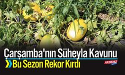 Çarşamba'nın Süheyla Kavunu Bu Sezon Rekor Kırdı