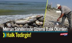 Mersin Sahillerinde Gizemli Balık Ölümleri: Halk Tedirgin!