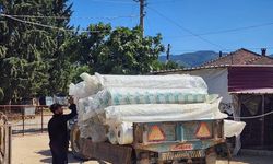 Sarıgöl’de Üzüm Bağları Korunuyor, Erkenci Hasat Başladı