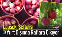 Lapseki Şeftalisi Yurt Dışında Raflara Çıkıyor