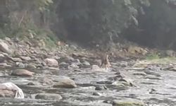 Sıcaktan Bunalan Karaca Dereye Girdi, Görenleri Şaşırttı