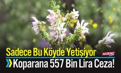 Sadece Bu Köyde Yetişiyor, Koparana 557 Bin Lira Ceza!