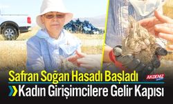 Safran Soğan Hasadı Başladı; Kadın Girişimcilere Gelir Kapısı