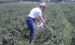 Söke'de Domates Sezonu Başlarken Pestisit Kontrolü Hız Kazandı