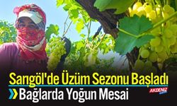Sarıgöl'de Üzüm Sezonu Başladı, Bağlarda Yoğun Mesai