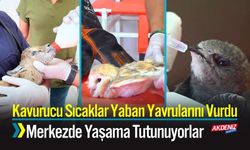 Kavurucu Sıcaklar Yaban Yavrularını Vurdu; Merkezde Yaşama Tutunuyorlar