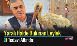 Yangından Kaçtı, Yaralı Halde Bulunan Leylek Tedavi Altında