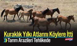 Kuraklık Yılkı Atlarını Köylere İtti, Tarım Arazileri Tehlikede