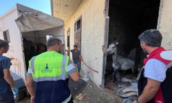 Açlığa ve Susuzluğa Terk Edilen Atlar Kurtarıldı