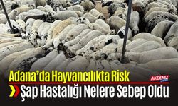 Adana’da Şap Hastalığı Nelere Sebep Oldu