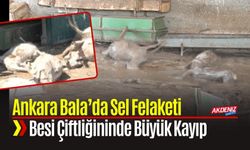 Ankara Bala’da Sel Felaketi Besi Çiftliğini Vurdu