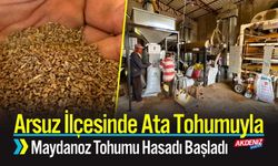 Arsuz İlçesinde Ata Tohumuyla Maydanoz Tohumu Hasadı Başladı