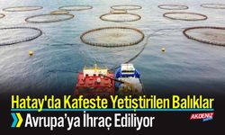 Hatay'da Kafeste Yetiştirilen Balıklar Avrupa’ya Gidiyor