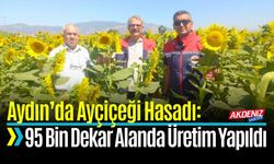 Aydın’da Ayçiçeği Hasadı: 95 Bin Dekar Alanda Üretim Yapıldı