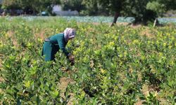 Bafra Ovası'nda Aronya Üretimi Artıyor