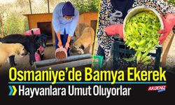 Osmaniye’de Bamya Ekerek Hayvanlara Umut Oluyorlar