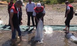 Elazığ’da 5 Milyon 786 Bin Yavru Sazan Suya Bırakılacak
