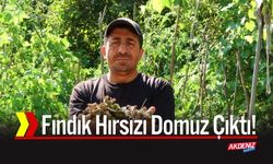 Fındık Hırsızı Domuz Çıktı!