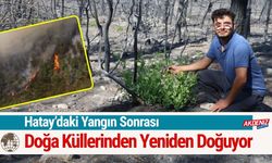 Hatay’daki Yangın Sonrası Doğa Küllerinden Yeniden Doğuyor