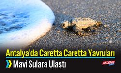 Antalya’da Caretta Caretta Yavruları Mavi Sulara Ulaştı