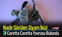 Nadir Görülen Siyam İkizi Caretta Caretta Yavrusu Bulundu