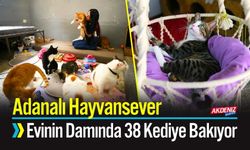 Adanalı Hayvansever, Evinin Damında 38 Kediye Bakıyor