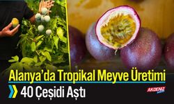 Alanya’da Tropikal Meyve Üretimi 40 Çeşidi Aştı