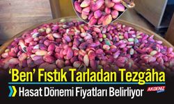 Gaziantep’te Taze Antep Fıstığı Tezgahta; Kilosu 500 Lira