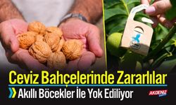 Ceviz Bahçelerinde Zararlılar Akıllı Böceklerle Önleniyor