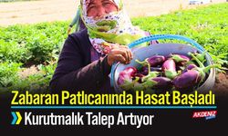 Zabaran Patlıcanında Hasat Başladı, Kurutmalık Talep Artıyor