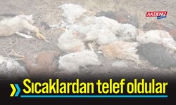 Osmaniye'de Kavurucu Sıcaklar, Hayvanları Telef Etti