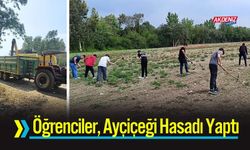 Osmaniye'de Teoriden Tarlaya: Öğrencilerin Ayçiçeği Hasadı
