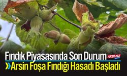 Fındık Piyasasında Son Durum: Foşa Fındığı Hasadı Başladı