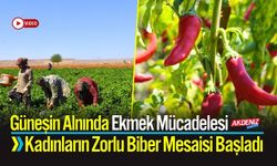 Güneşin Alnında Kadınların Zorlu Biber Mesaisi Başladı