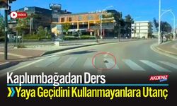 Kaplumbağadan Ders: Yaya Geçidini Kullanmayanlara Utanç