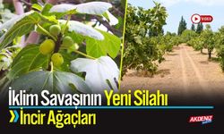 İncir Ağaçları: İklim Savaşının Yeni Silahı