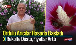 Ordulu Arıcılar Hasada Başladı: Fiyatlar Arttı