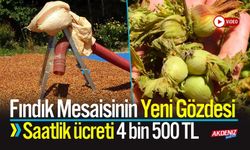 Fındık Mesaisinin Yeni Gözdesi: Saatlik ücreti 4 bin 500 TL