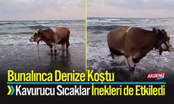 Kavurucu Sıcaklar İnekleri de Etkiledi