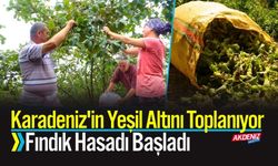Karadeniz'in Yeşil Altını Toplanıyor: Fındık Hasadı Başladı