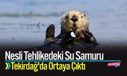 Nesli Tehlikedeki Su Samuru Tekirdağ'da Ortaya Çıktı