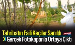 Tahribatın faili keçiler sanıldı, gerçek fotokapanla ortaya çıktı
