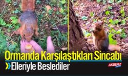 Ormanda Karşılaştıkları Sincabı Elleriyle Beslediler