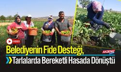Belediyenin Fide Desteği, Tarlalarda Berekete Dönüştü