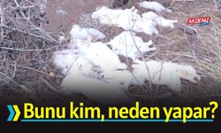 Osmaniye'de Doğaseverler Gördüklerine İnanamadı!