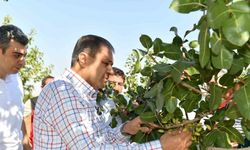 Vali Şıldak, çiftçilerle boz fıstık hasadı topladı