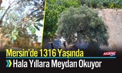 1316 Yaşında Hala Yıllara Meydan Okuyor
