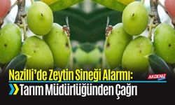 Nazilli’de Zeytin Sineği Alarmı: Tarım Müdürlüğünden Çağrı