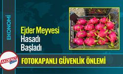 Antalya Alanya’da Ejder Meyvesi Hasadı Başladı